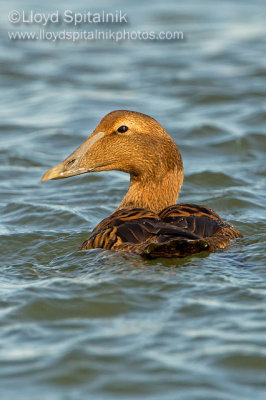 Common Eider