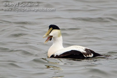 Common Eider