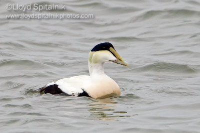 Common Eider