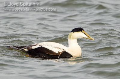 Common Eider