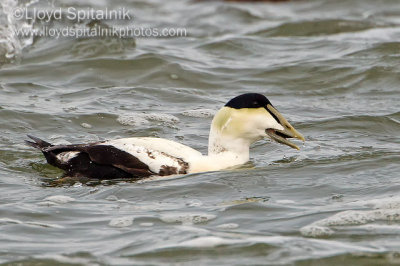 Common Eider