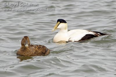 Common Eider