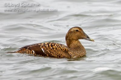 Common Eider (female)
