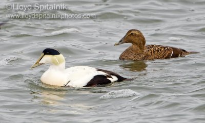 Common Eider