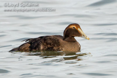 Common Eider