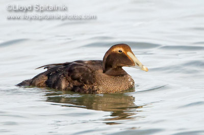 Common Eider