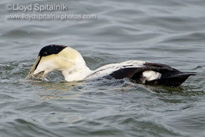 Common Eider