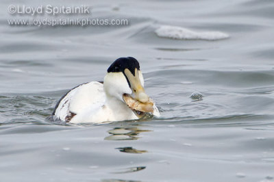 Common Eider