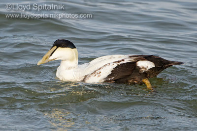 Common Eider (Immature male)