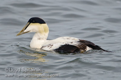 Common Eider