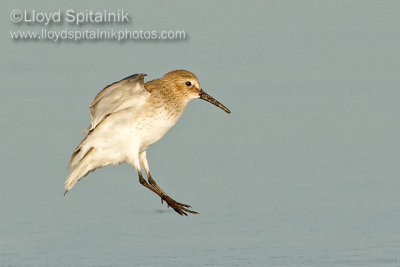 Dunlin
