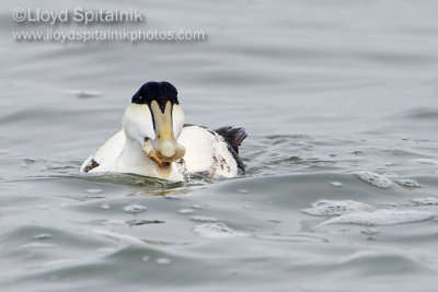 Common Eider