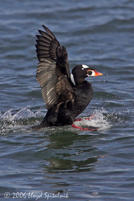 Surf Scoter