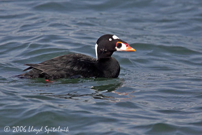 Surf Scoter