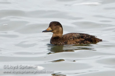 Black Scoter (1st winter male)