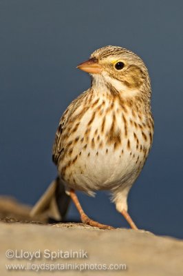 Ipswich Savannah Sparrow