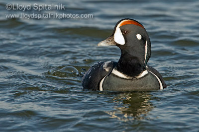 Harlequin Duck