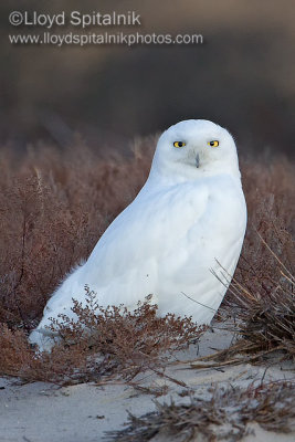 Snowy Owl