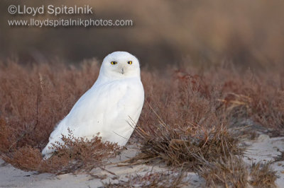 Snowy Owl