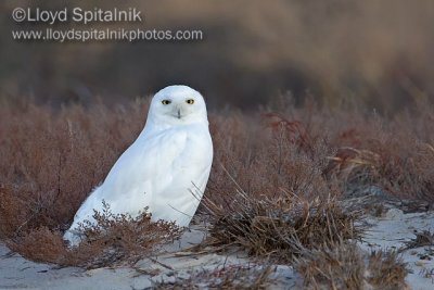 Snowy Owl