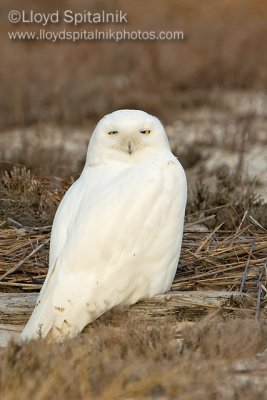 Snowy Owl