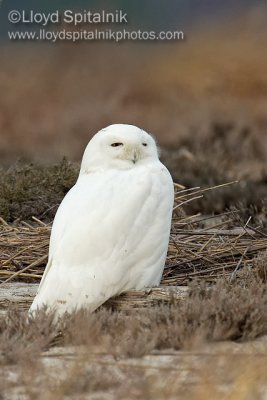 Snowy Owl