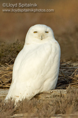 Snowy Owl