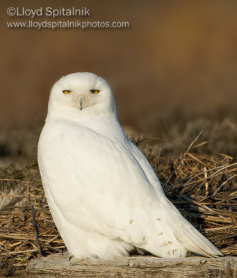 Snowy Owl