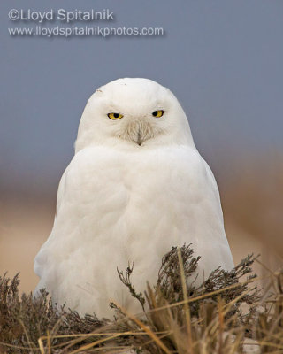 Snowy Owl