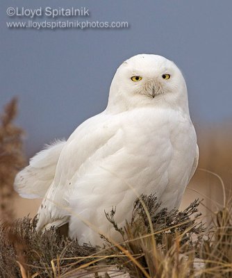 Snowy Owl