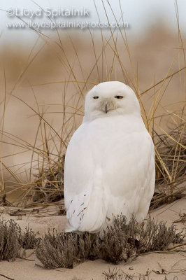 Snowy Owl