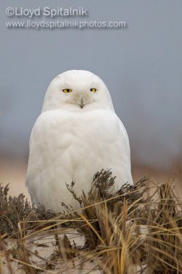 Snowy Owl