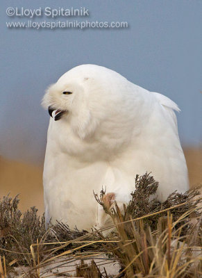 Snowy Owl