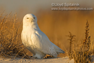 Snowy Owl