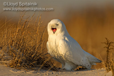 Snowy Owl