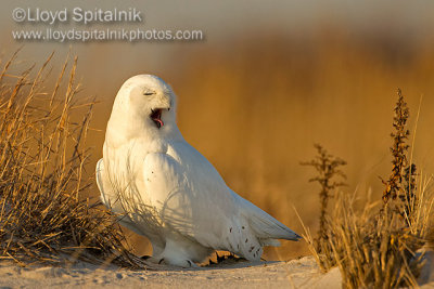 Snowy Owl