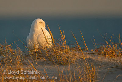 Snowy Owl