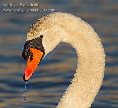 Mute Swan