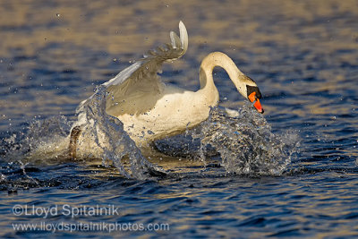 Mute Swan