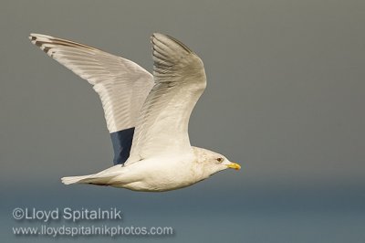 Iceland Gull