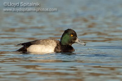 Lesser Scaup