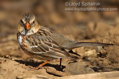 Harris's Sparrow