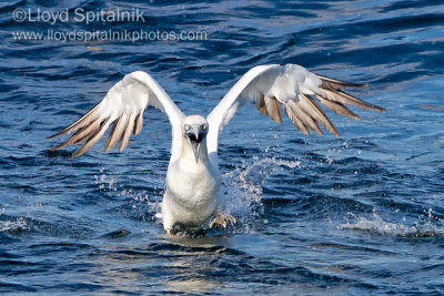 Northern Gannet