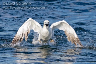 Northern Gannet