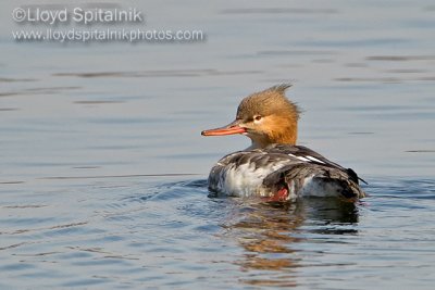 Red-breasted Merganser (female)