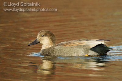 Gadwall