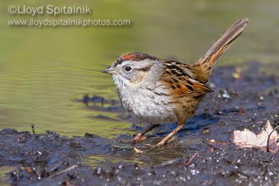 Swamp Sparrow