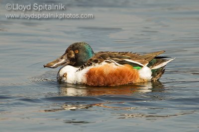 Northern Shoveler