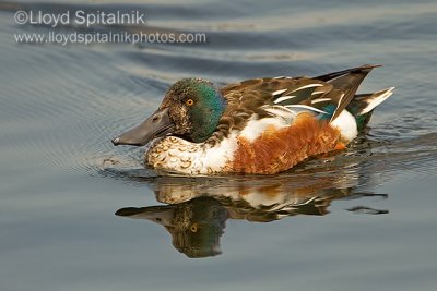 Northern Shoveler