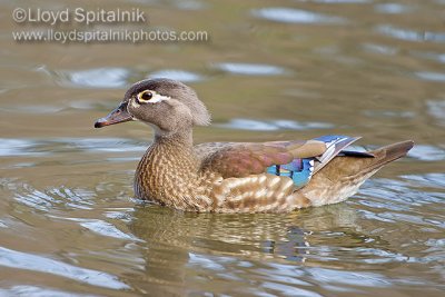 Wood Duck (female)